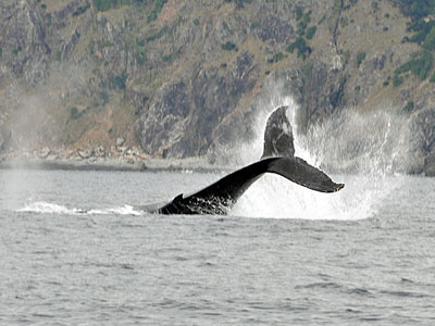 今日は凪なので。　（クジラ編）_b0033573_1951829.jpg