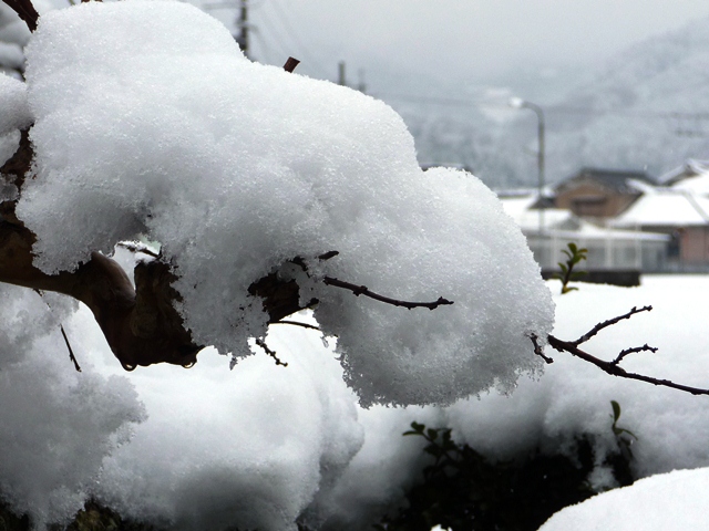 d0042474_12201025.jpg