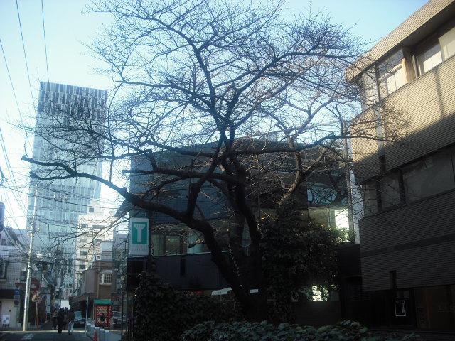 春が楽しみです_f0218886_1834519.jpg