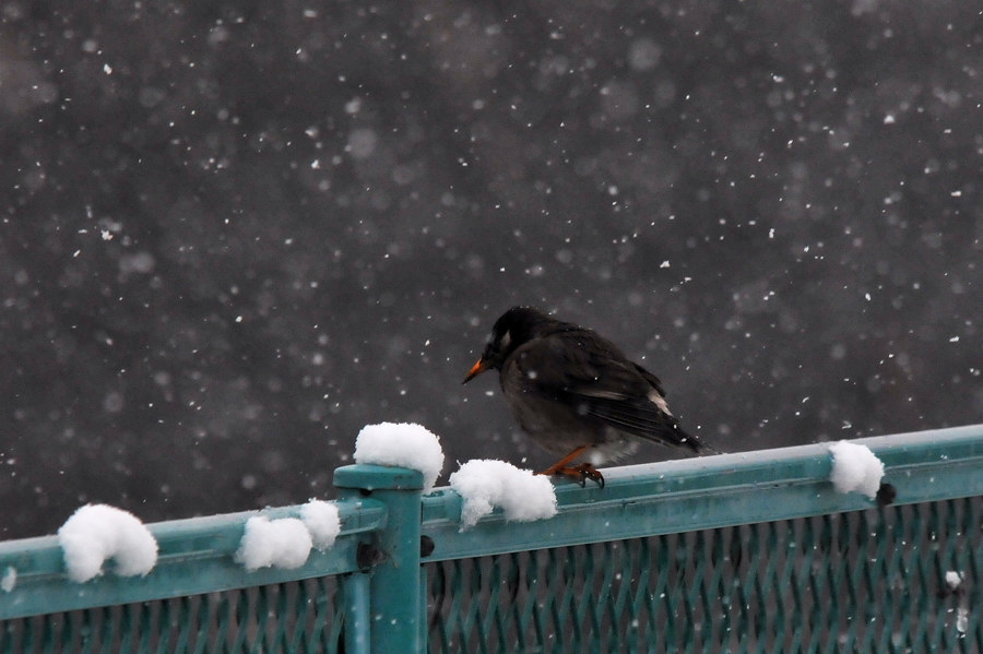 2011 02 11 雪の日の伊丹空港_a0143491_23445297.jpg