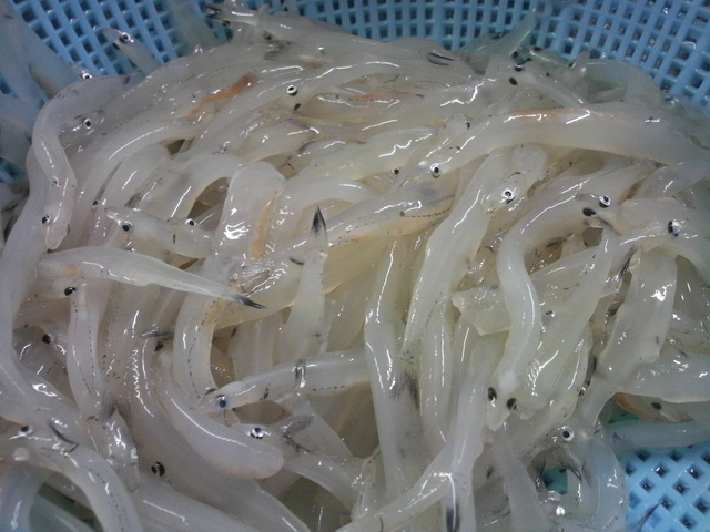 白魚 福井県 あわら温泉 板前日記 白魚 福井県 あわら温泉 板前日記