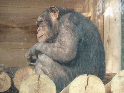 チンパンジーの行動学 動物園から野生へ Animal Days