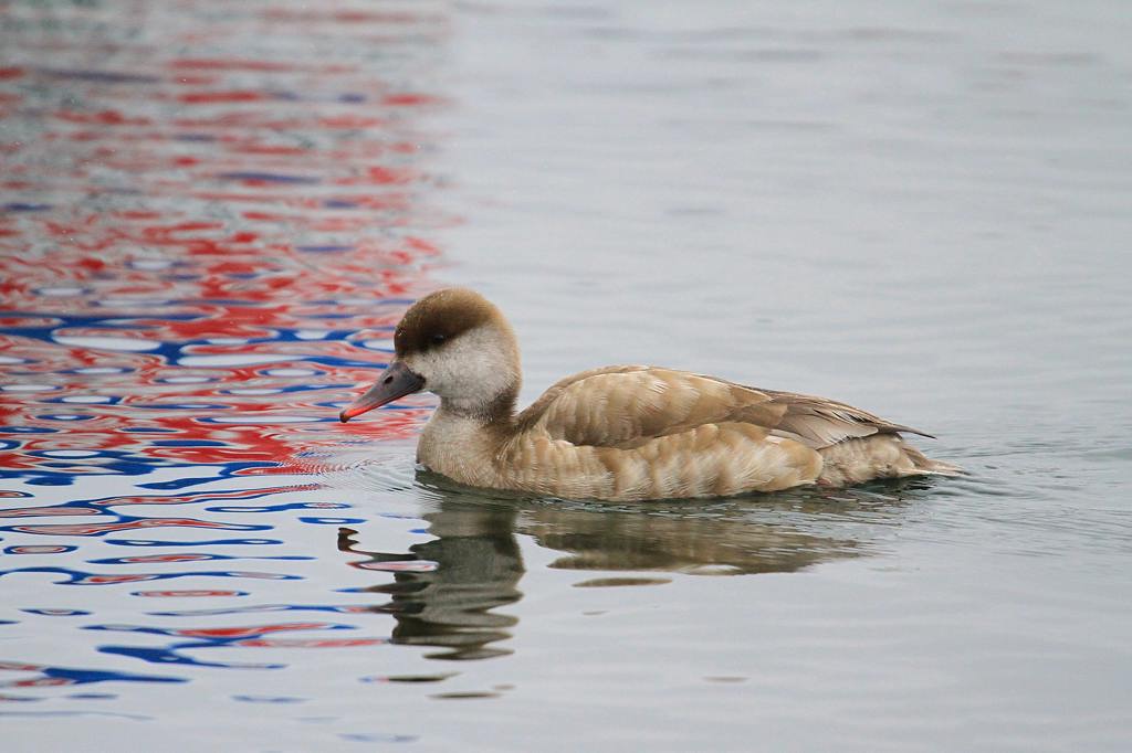 番外　珍鳥アカハシハジロ♀_b0024798_628866.jpg