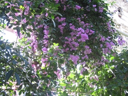 b0186899_18282213.jpg