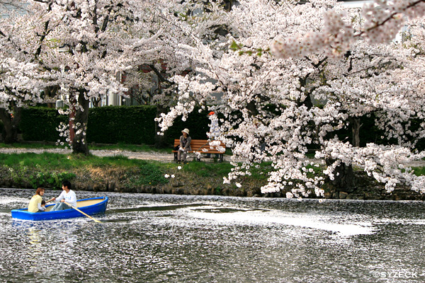 弘前公園・桜の西濠_b0051600_14424868.jpg