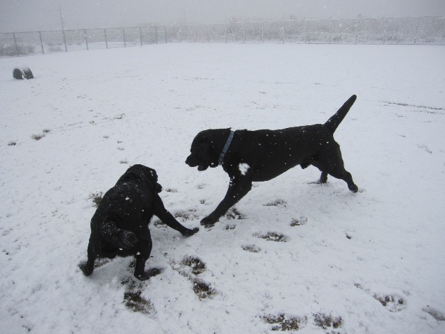 雪はもう要らないよ～～！_d0081210_14472878.jpg