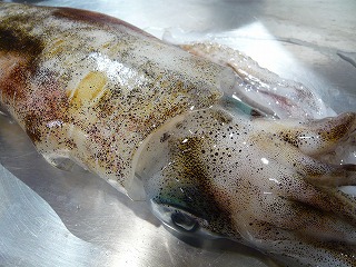 活けイカ!_f0157910_164189.jpg