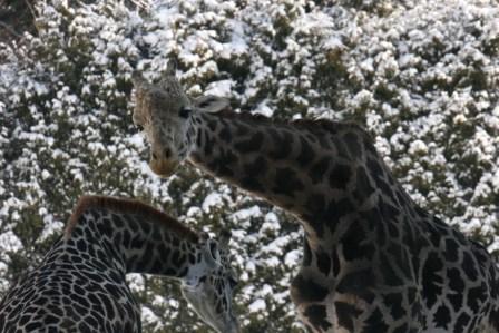 雪祭り三昧♪～つどーむ会場と円山動物園スノーフェスティバル編～_e0134711_23105429.jpg