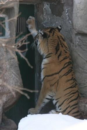 雪祭り三昧♪～つどーむ会場と円山動物園スノーフェスティバル編～_e0134711_2313339.jpg