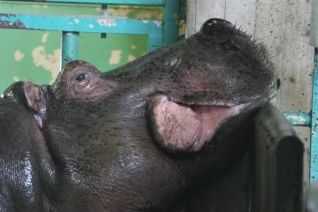 雪祭り三昧♪～つどーむ会場と円山動物園スノーフェスティバル編～_e0134711_23163212.jpg