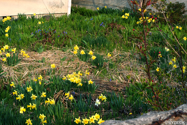 春の庭先_f0178111_1549041.jpg