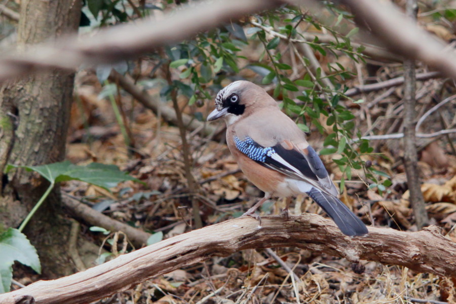 公園の鳥達（2011年2月14日）_f0235311_16541341.jpg