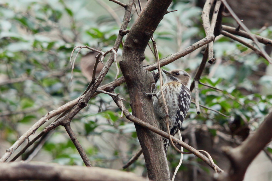 公園の鳥達（2011年2月14日）_f0235311_16595586.jpg