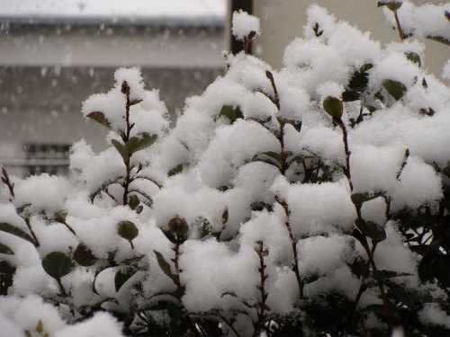 神戸の雪景色_f0223914_174084.jpg