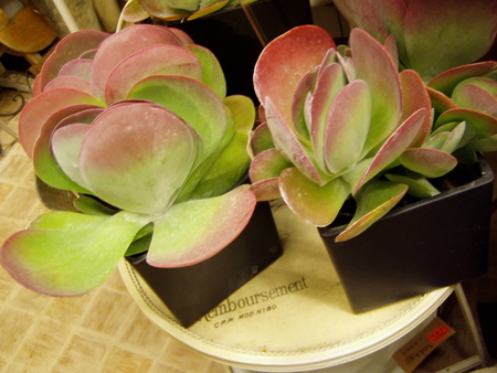 e0138323_10362514.jpg