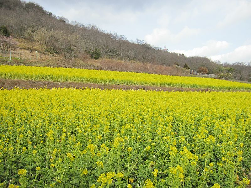 玉島黒崎の菜の花畑_a0197729_2118697.jpg