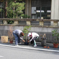 京都要庵歳時記「平成２２年如月　玄関のしつらい」白玉椿と雪ヤナギ（１）_d0033734_10484288.jpg