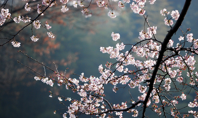 桜_d0138737_1240730.jpg