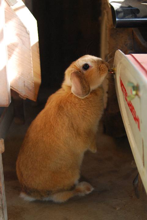 の 方 うさぎ 数え