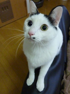 猫のお友だち ランボくんルッチくんサンジくん編。_a0143140_22464643.jpg