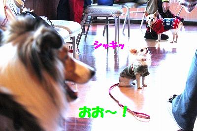 バレンタインデーに関係のない話♪_e0195743_3114832.jpg