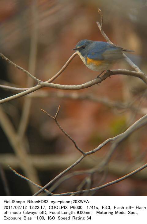 2011.2.12(3) 北本自然観察公園_c0062451_2058153.jpg