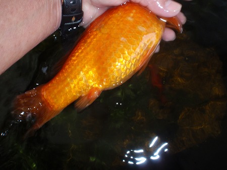 c0180460_17465629.jpg