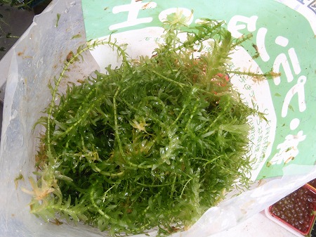 c0180460_1746841.jpg