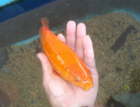 c0180460_1749645.jpg