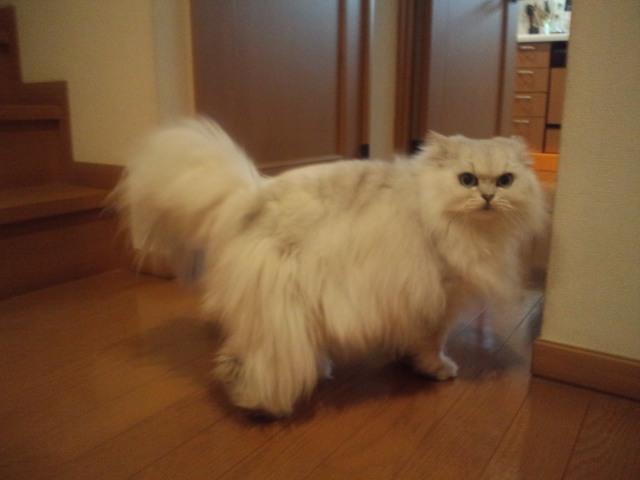 おうち☆_c0151965_12312816.jpg