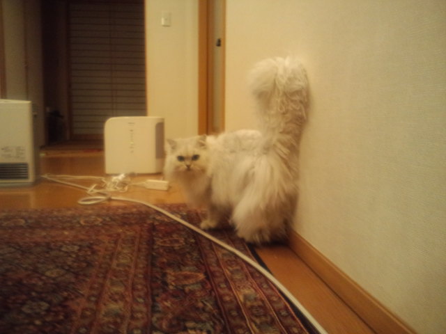 おうち☆_c0151965_12312821.jpg