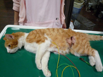 奈良県から虐待された地域猫_a0064067_1773636.jpg