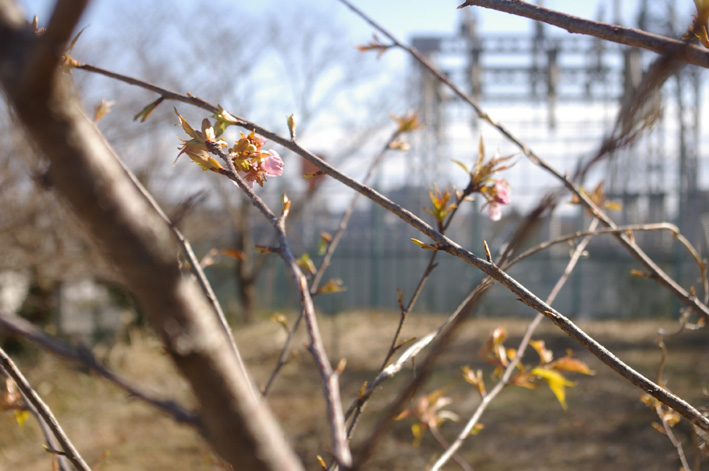 感動！野口初太郎翁頌徳碑建立地の河津桜、２輪開花_c0014967_11242683.jpg