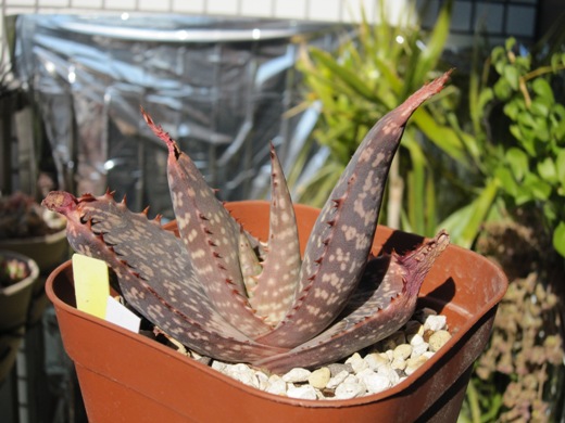 アロエ ピクタ : Succulents crazy