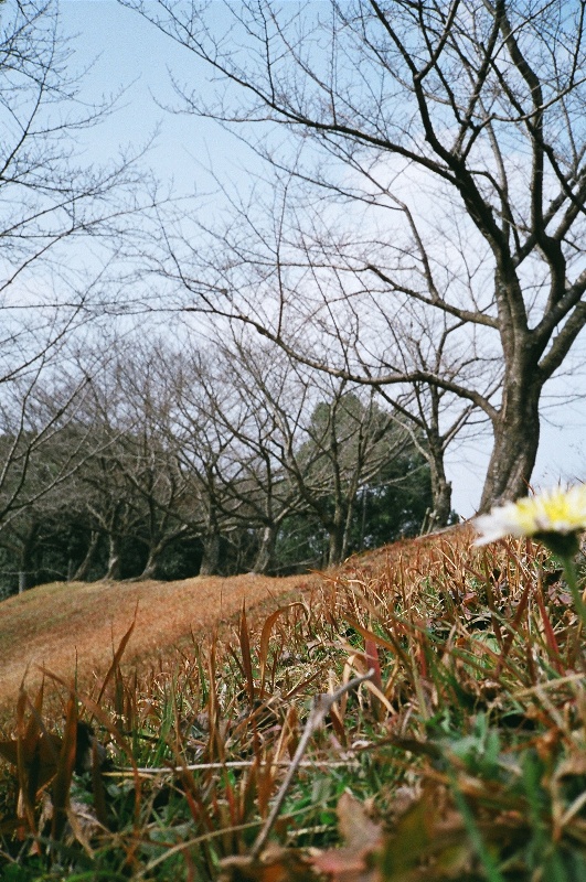 CONTAX T3で撮ってきた。_e0213576_12443542.jpg