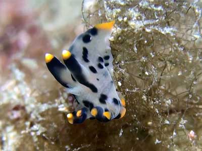 コトヒメウミウシ 2011.2.14.(月)_b0137083_1471847.jpg