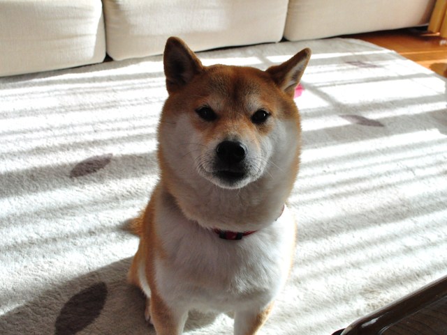 まだですか?_a0126590_2348320.jpg