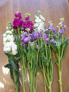 風水華道 一種生け ストック 花風水 花散る里