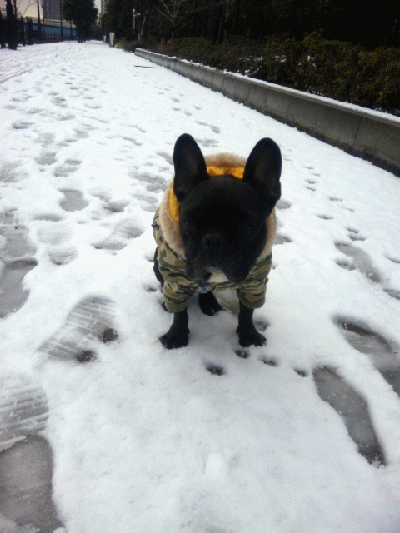 a0149304_2242496.gif