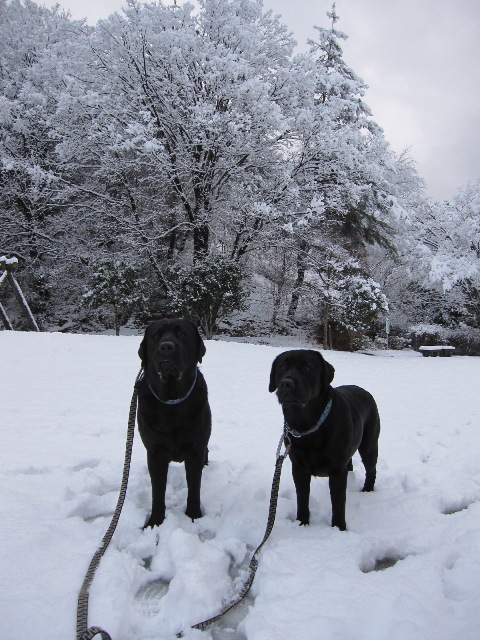 大雪から一夜明けて_d0081210_8374694.jpg