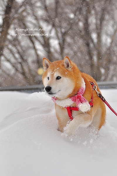 雪三昧＆温泉三昧の３連休。後編。_e0005411_756337.jpg