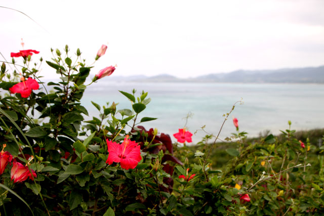 沖縄離島めぐり 石垣島_e0048413_1456691.jpg