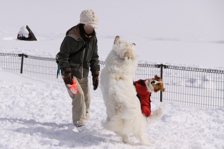 犬といっしょにレジーナの森へ行こう♪_a0117719_1417918.jpg