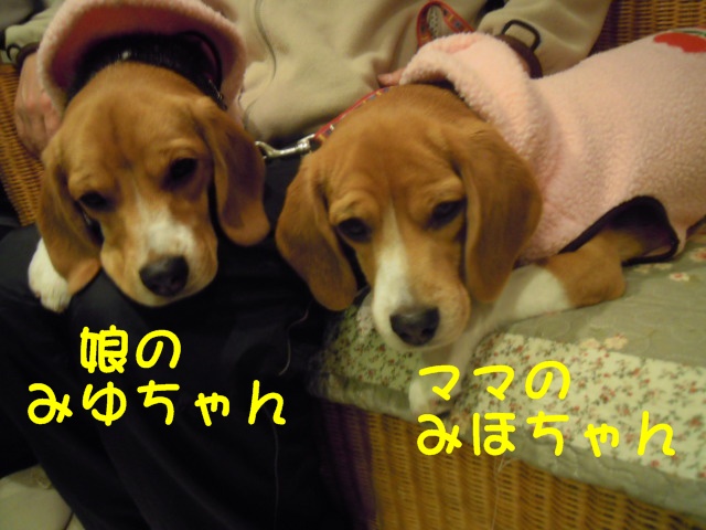 c0166622_17382380.jpg