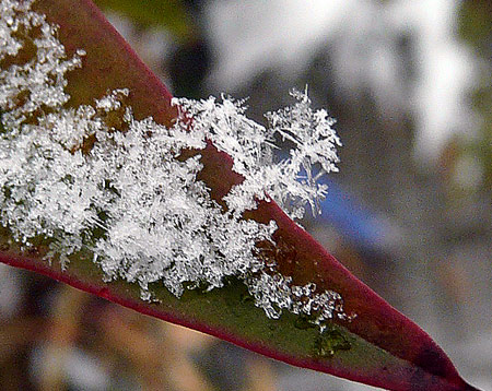 雪の結晶_d0066822_937591.jpg