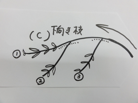 オリーブ剪定 Mission オリーブを見ながら過ごす時間