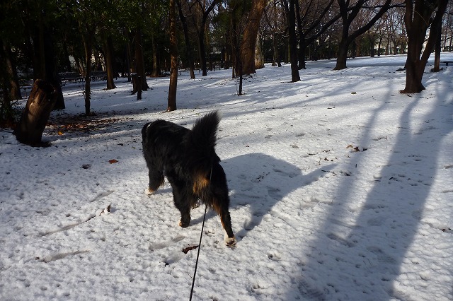 こんなの雪じゃない。。。(ーー;)～それなら！！！_e0203322_21421914.jpg