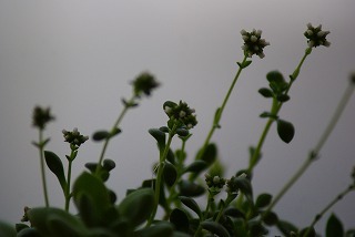 f0170524_11372016.jpg