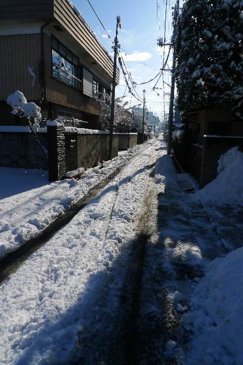 雪の日のケヤキ_a0156838_23595422.jpg