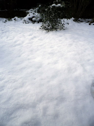 雪が降った_e0100044_23334160.jpg